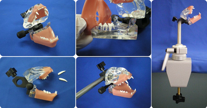 犬の透明顎 実習模型